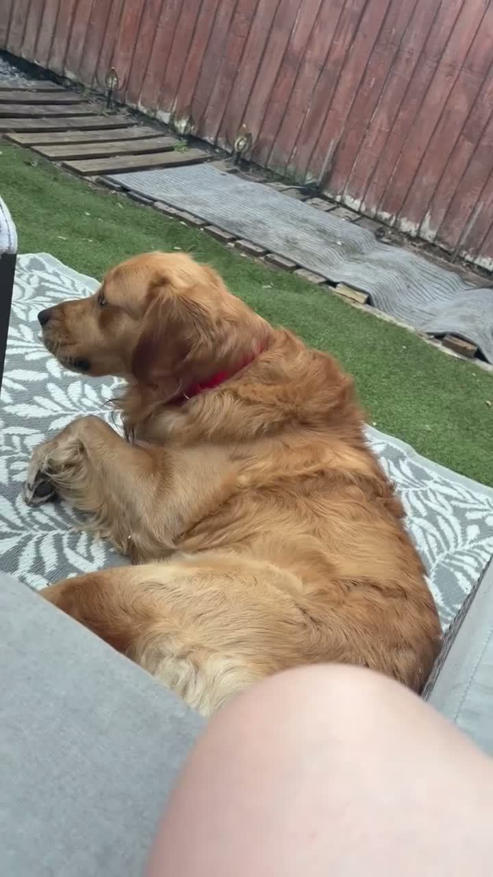 Golden Retriever dogs for sale: Virgil 2 yr old Golden Retriever  in Sandbach - Video 1