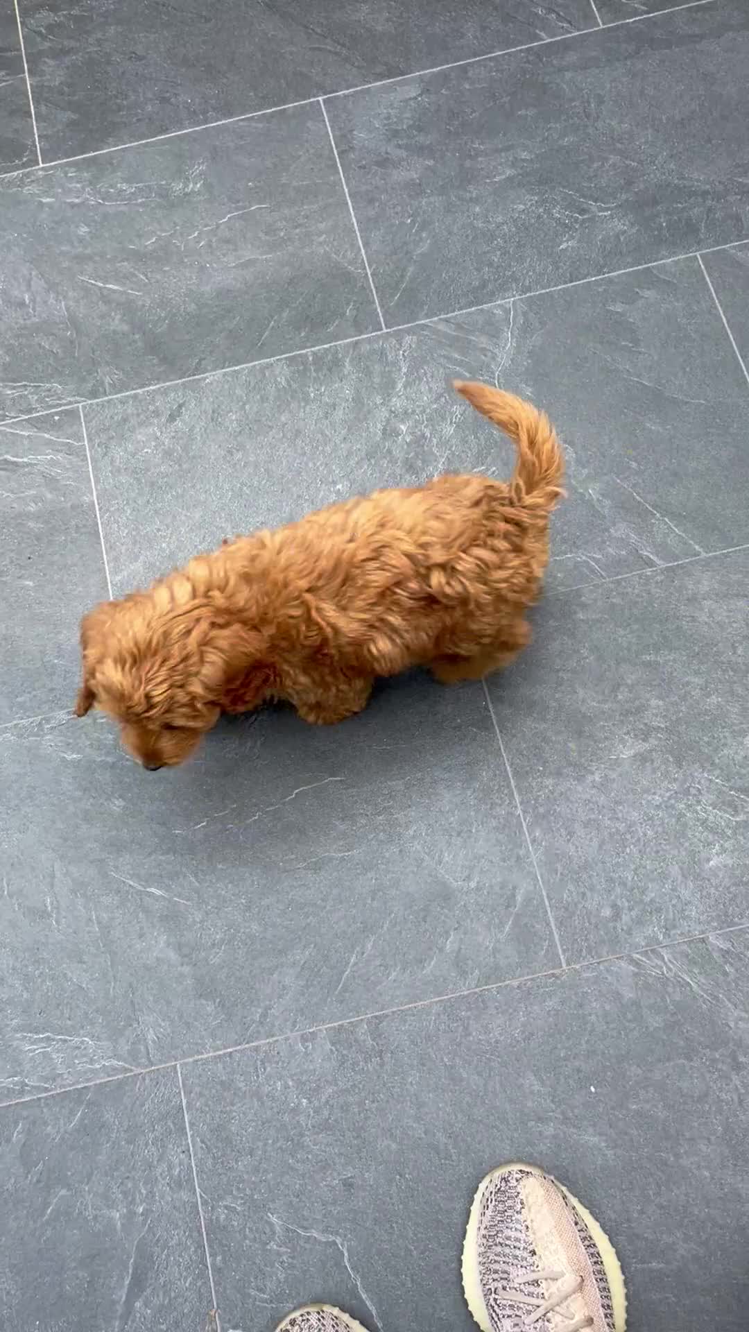 Cockapoo dogs for sale: Cockapoos  - Video 1
