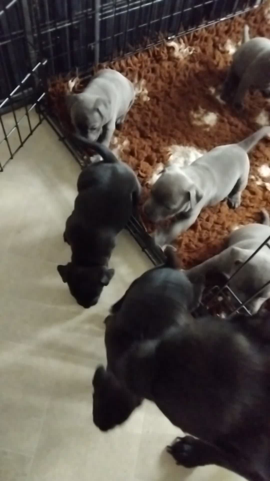 Staffordshire Bull Terrier dogs for sale: Staffordshire bull terrier pups - Video 1