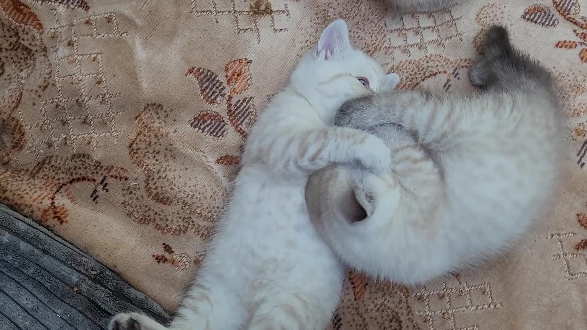 Scottish Fold cats for sale: Scottish fold kittens with blue eyes  - Video 1