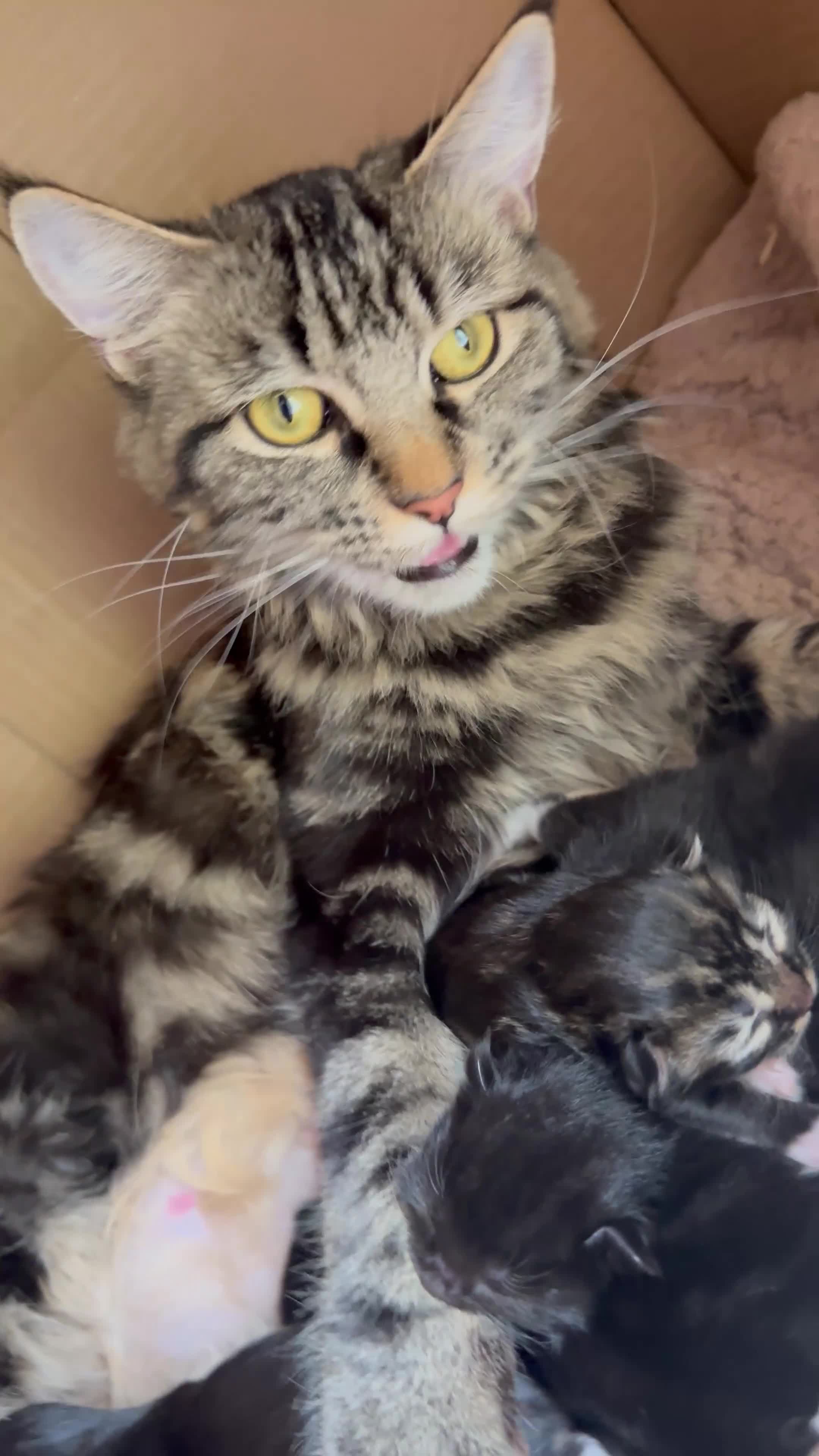 Mixed Breed cats for sale: Maine Coon Mixed Kittens Tabby & Tuxedo Richmond - Video 2
