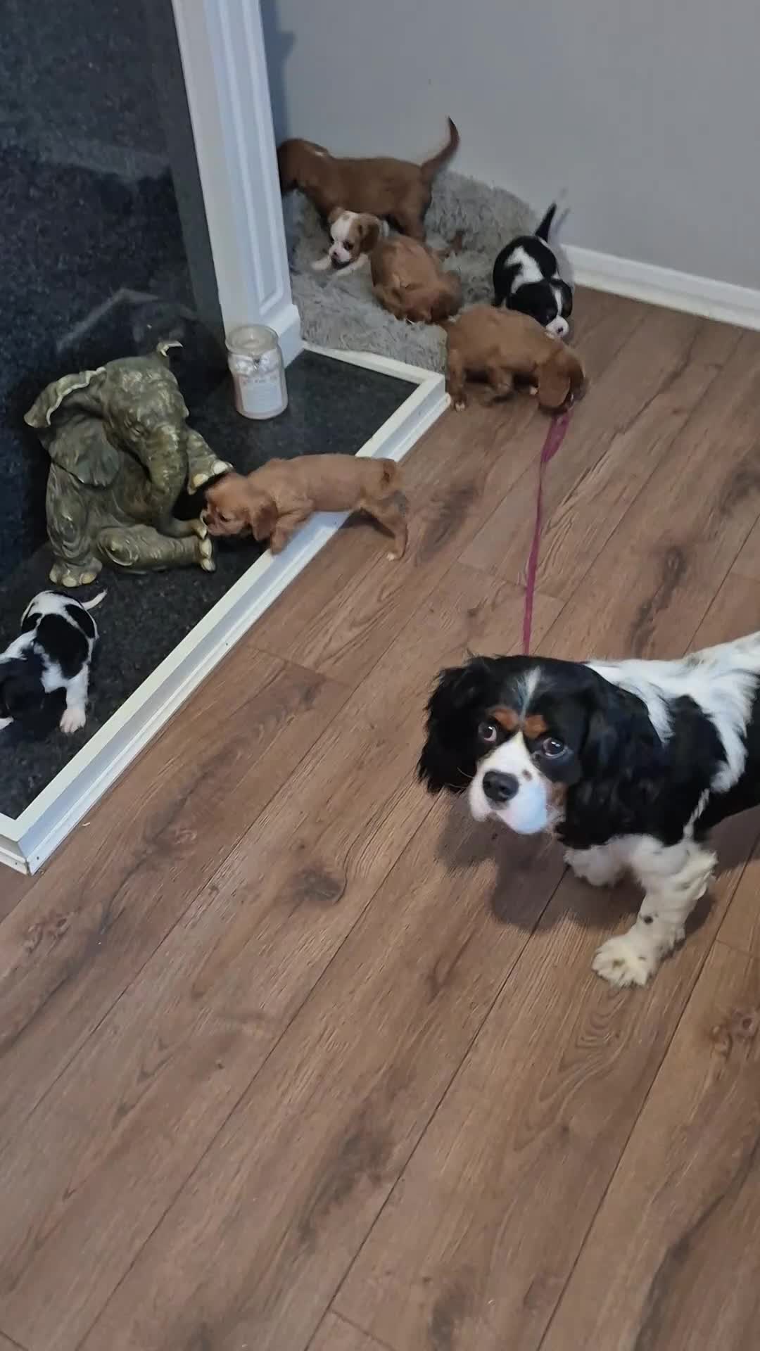 King Charles Spaniel dogs for sale: king charles cavalier pups READY NOW - Video 3