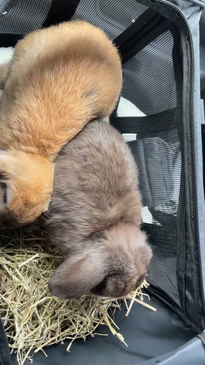 Mini Lop rabbits for sale: 2 bonded mini lops  - Video 2