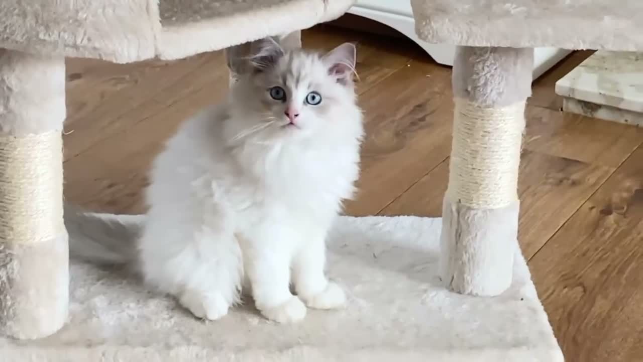 Ragdoll cats for sale: INDOOR GCCF REGISTERED RAGDOLL KITTENS - Video 3