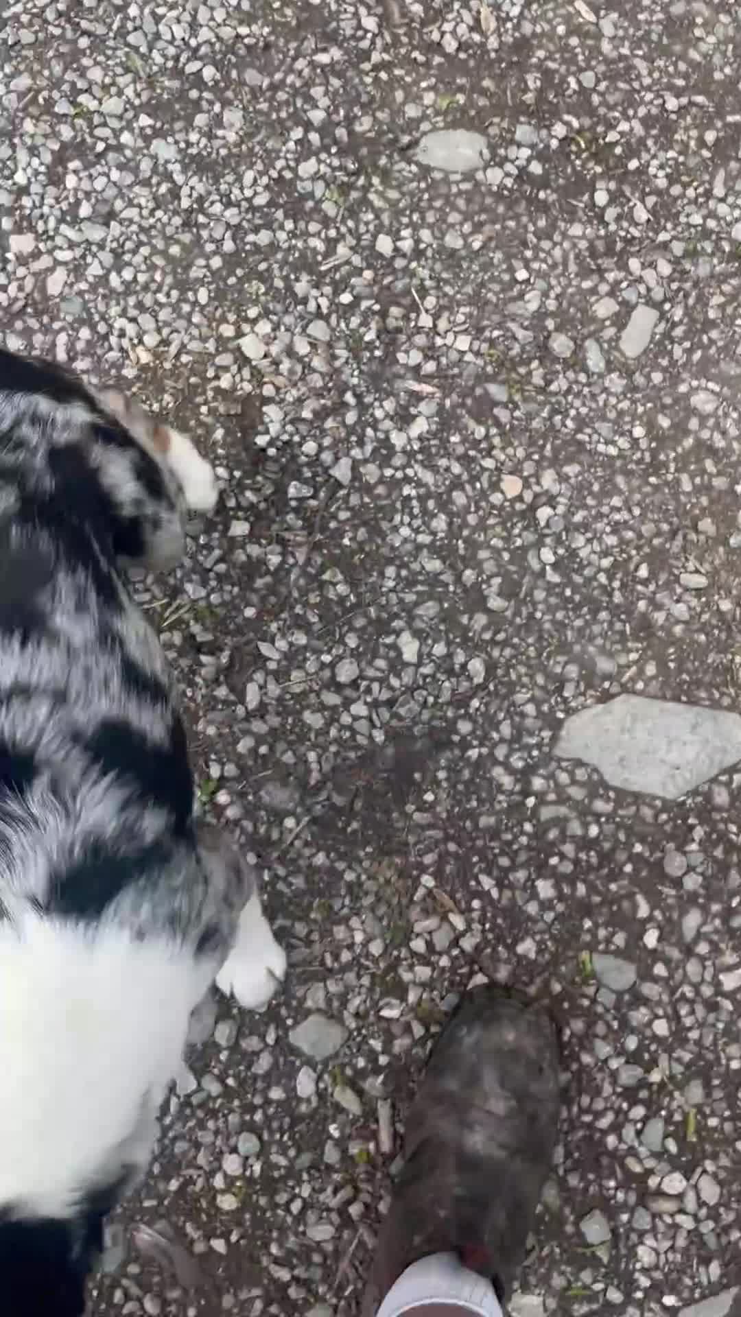 Border Collie dogs for sale: beautiful blue merle last boy left  - Video 2