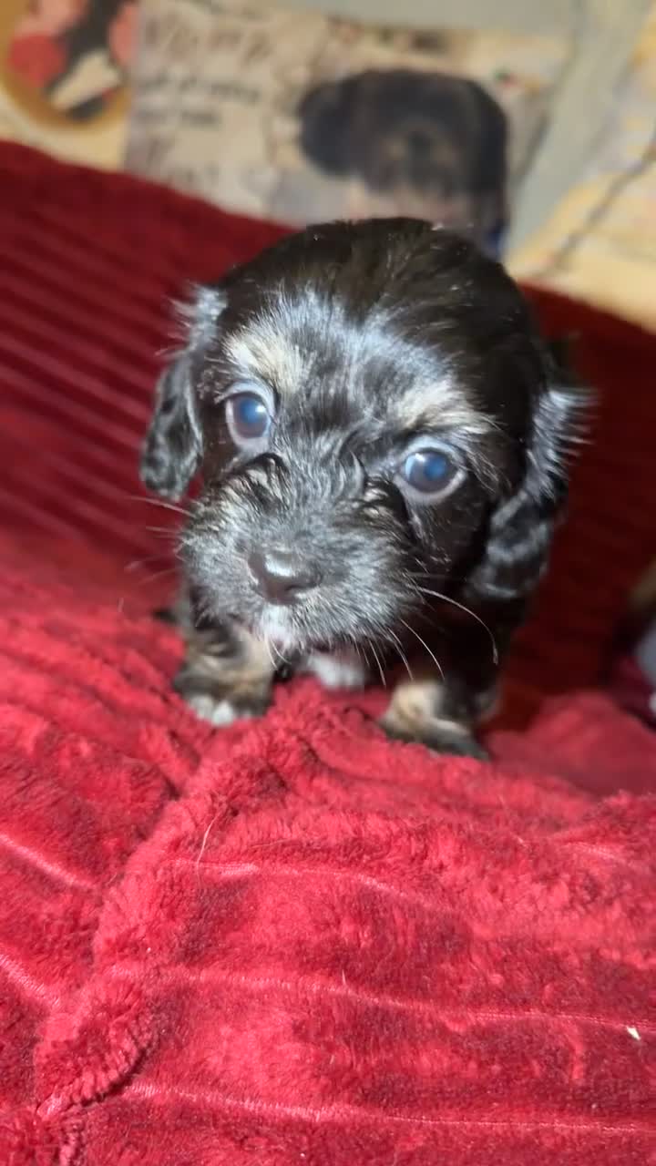 Mixed Breed dogs for sale: Schweenie puppy’s  - Video 1