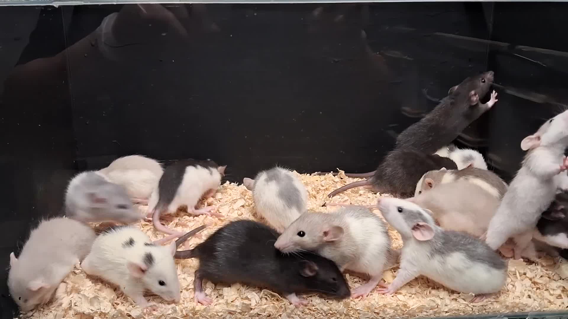 Rat rodents for sale: Baby Dumbo Rats Males and Females available - Video 5