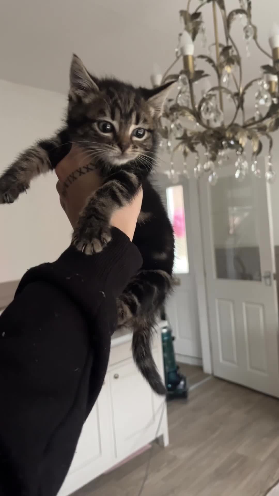 Mixed Breed cats for sale: Tabby female kitten  - Video 1