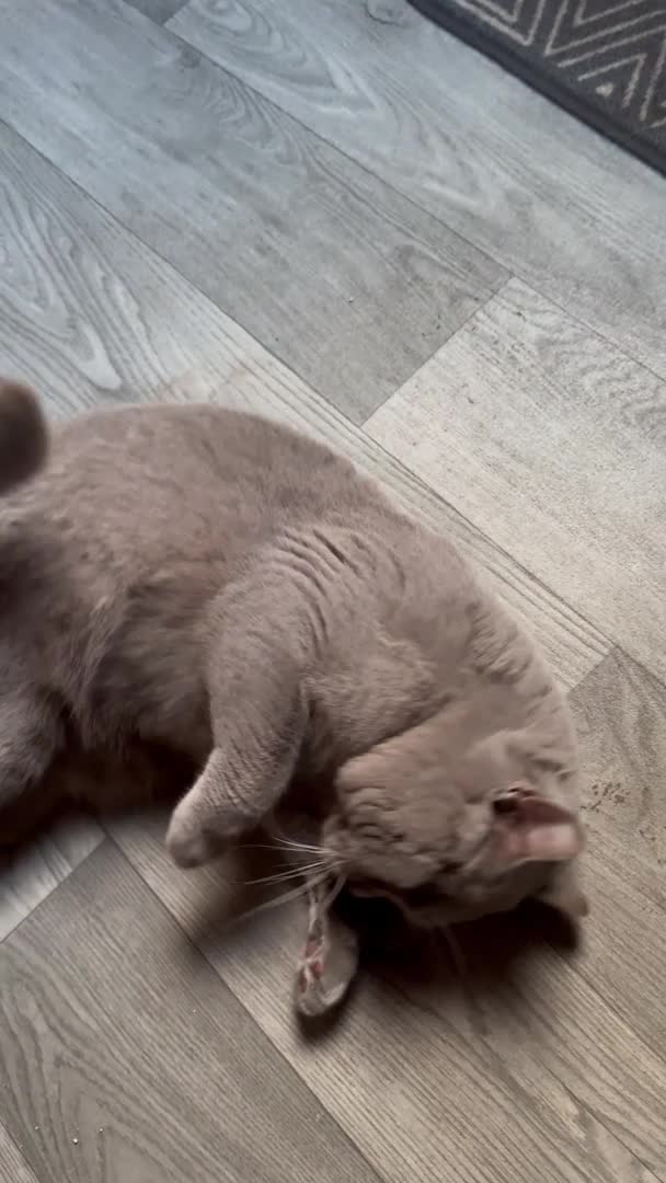 British Shorthair cats for stud: ⭐️LILAC STUD BOY ( GCCF, TICA REG )  in Preston - Video 1