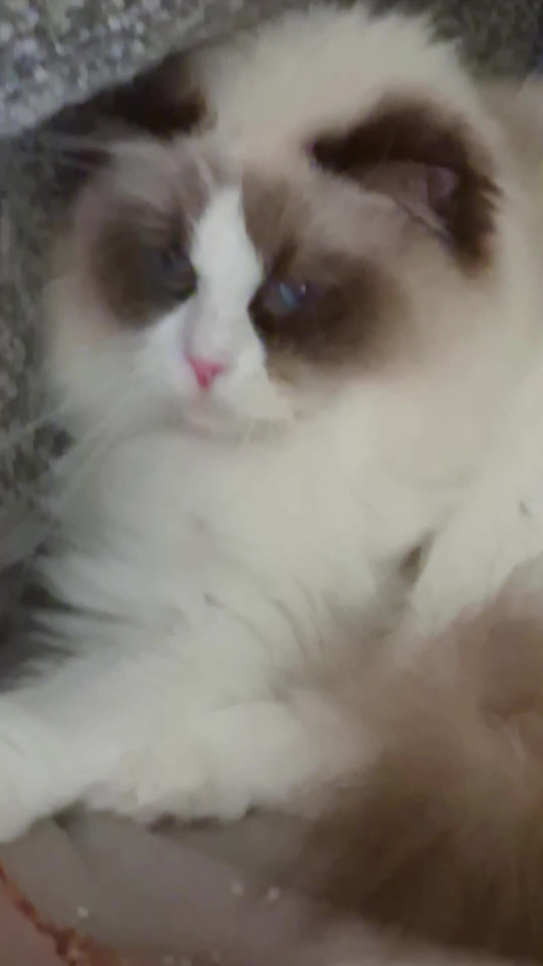 Ragdoll cats for sale: ✨ Exceptional Ragdolls,a distinguished lineage ✨ - Video 2