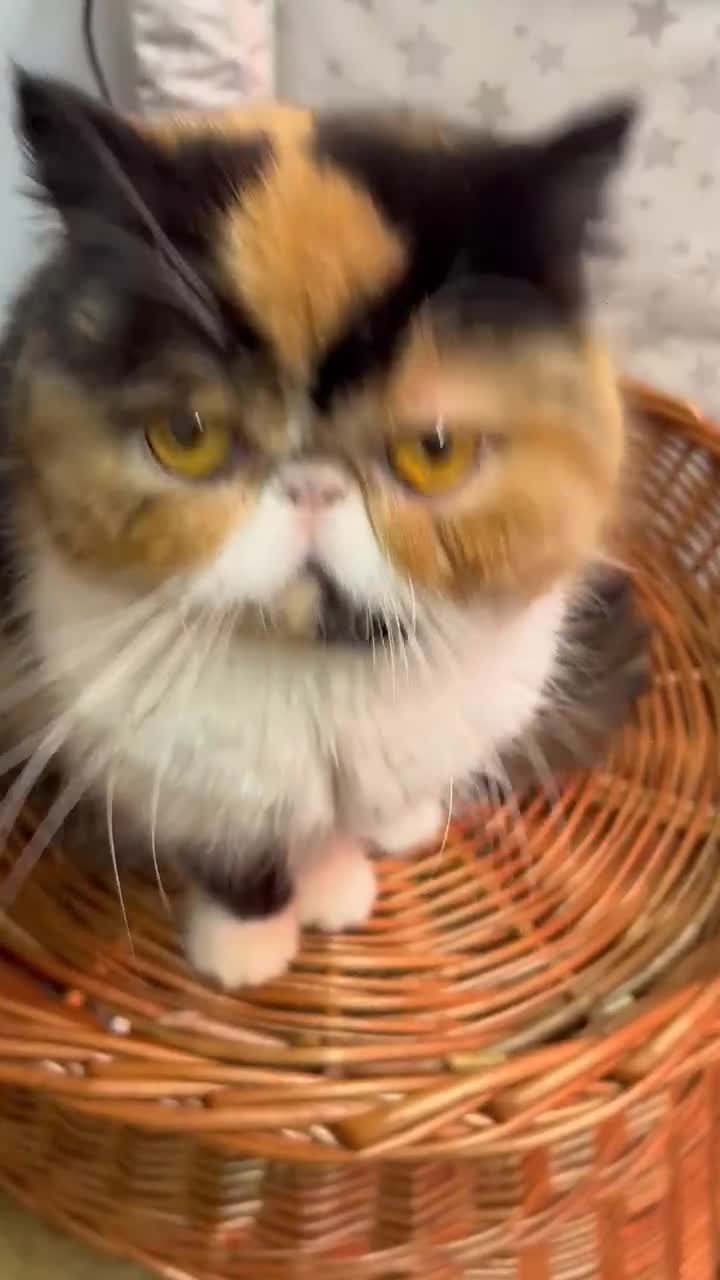 Exotic cats for sale: Exotic  female registered active no litters age 2 - Video 1