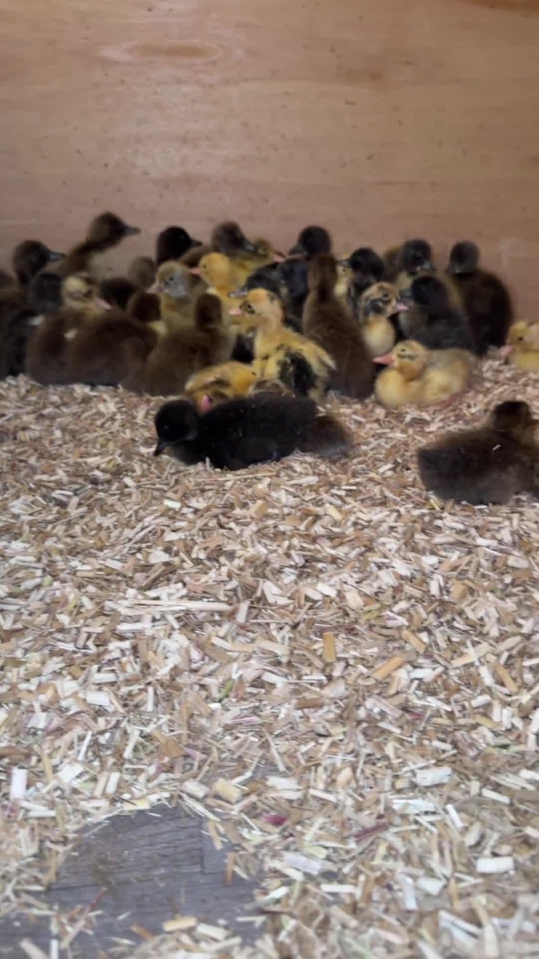 Ducks poultry for sale: Indian Runner Ducklings - Video 2