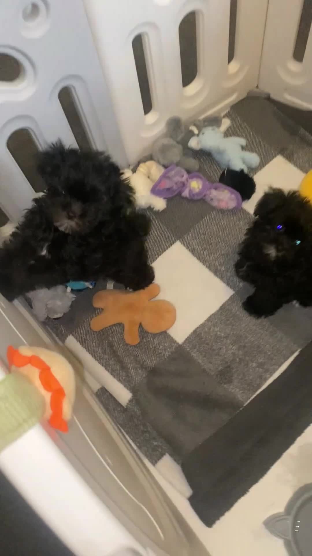 Maltipoo dogs for sale: Rare micro toy teddyface Korean/Asian maltipoos😍 - Video 5