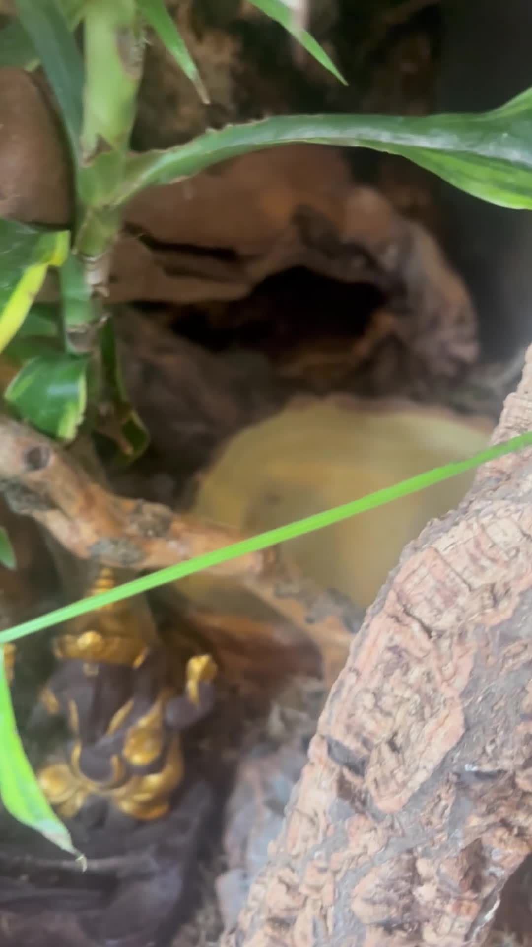 Gecko reptiles for sale: Two male Crested geckos in Boston - Video 1