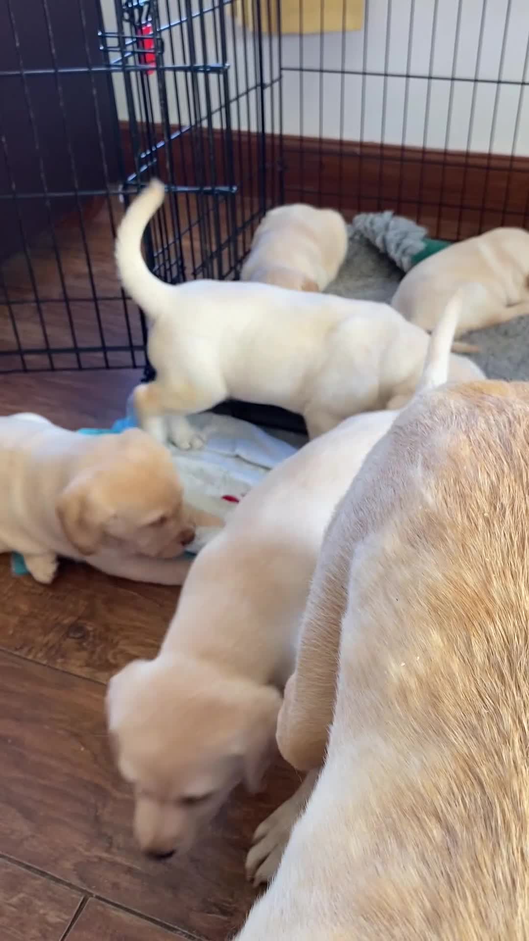 Labrador Retriever dogs for sale: Chunky Labradors  - Video 1