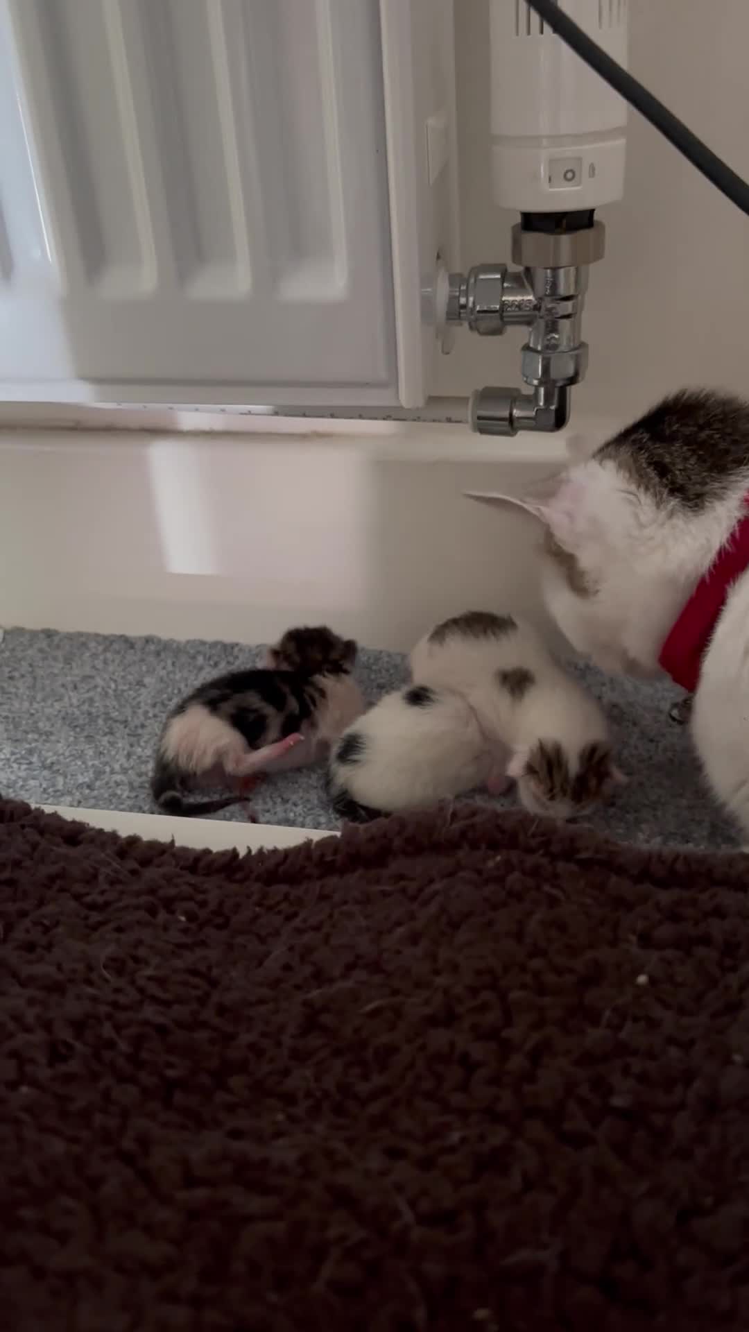 Mixed Breed cats for sale: Kittens looking for forever homes in Dartmouth - Video 1