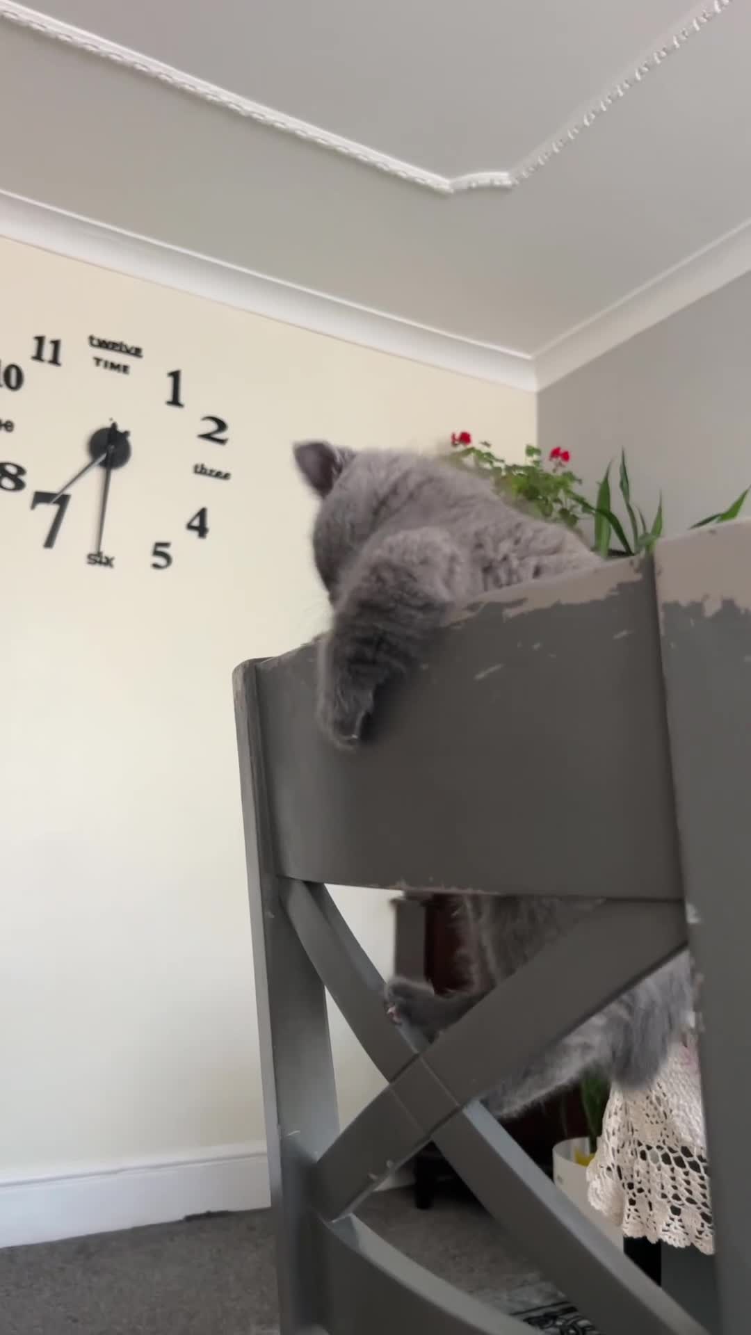 British Shorthair cats for sale: British Shorthair  - Video 1