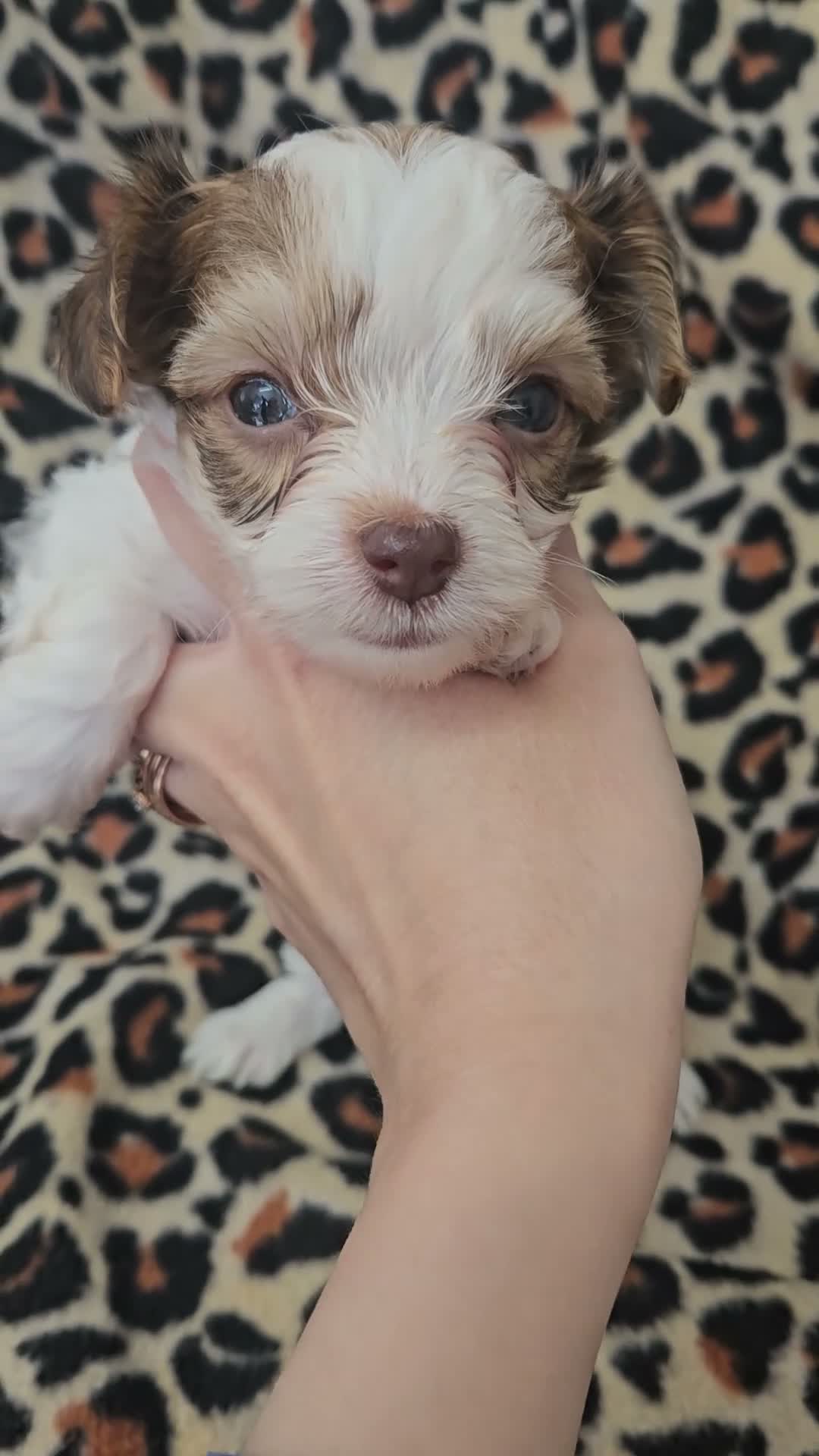 Yorkshire Terrier dogs for sale: 🩷 DNA tested parents 🩵 White Ocean Pearl litter - Video 1