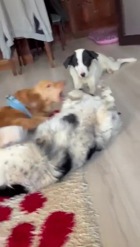 Mixed Breed dogs for adoption: Mask – 8 Month Old Sweet Rescue Puppy - Video 1