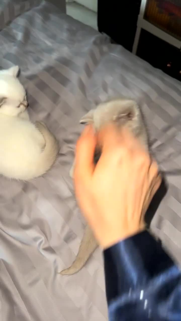 British Shorthair cats for sale: British short hair, Kittens in Greenford - Video 3