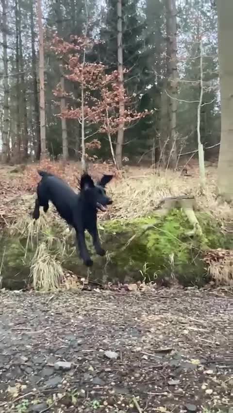 Cocker Spaniel dogs for stud: Black Cocker Spaniel - Video 1