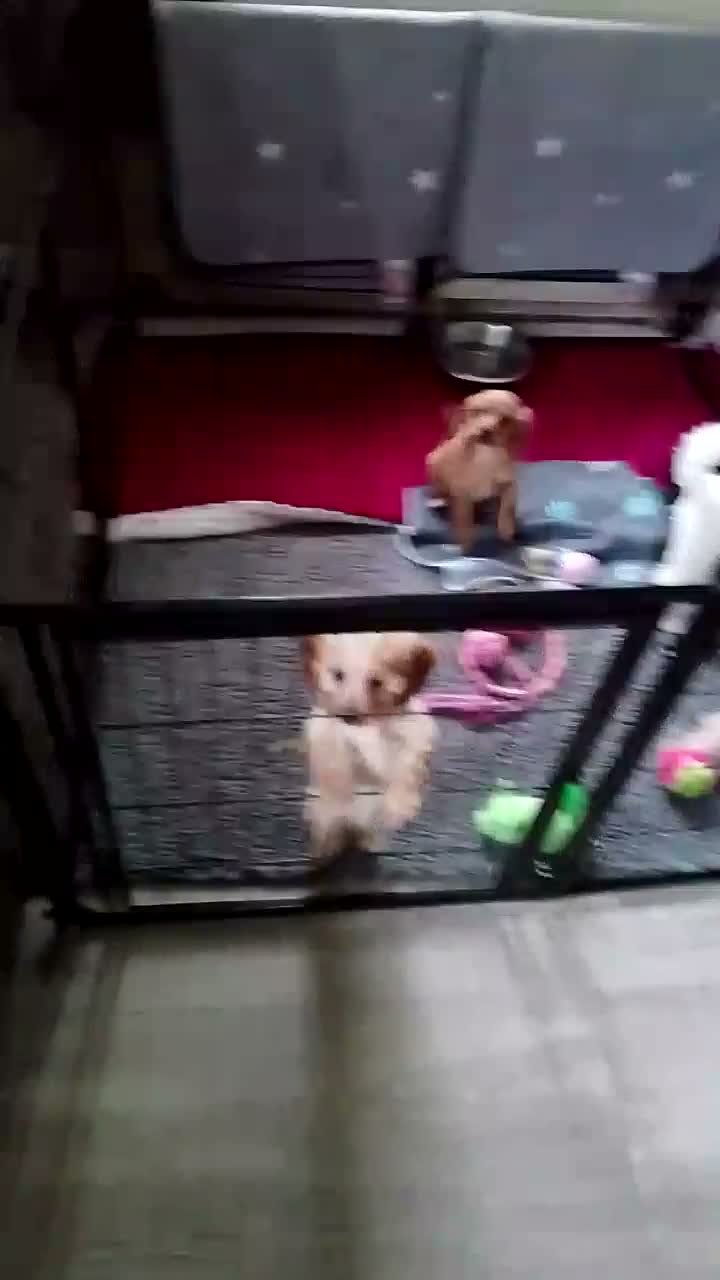 Mixed Breed dogs for sale: Cavapoochon puppies with 5 weeks free insurance  - Video 1