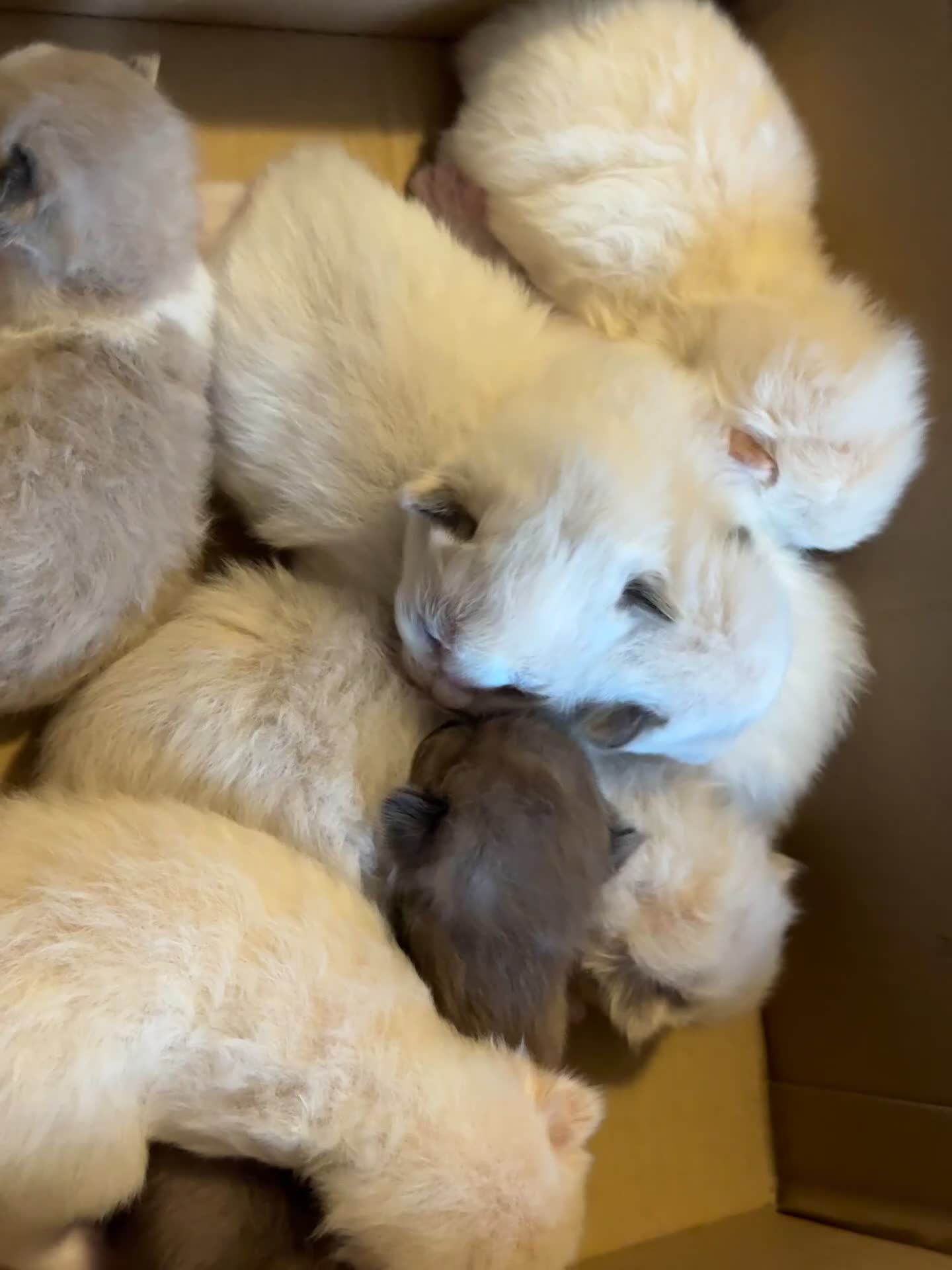 Ragdoll cats for sale: Tortie flame mink sepia tica  - Video 1