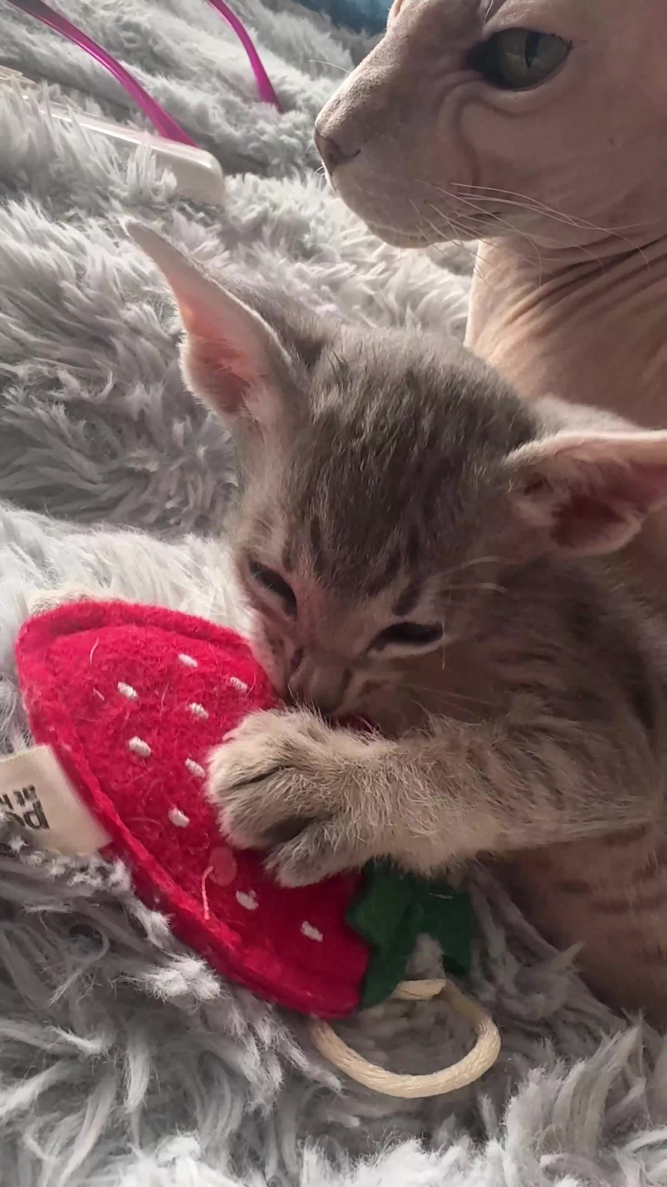 Peterbald cats for sale: Tica registered Peterbald girls  in Maidstone - Video 1