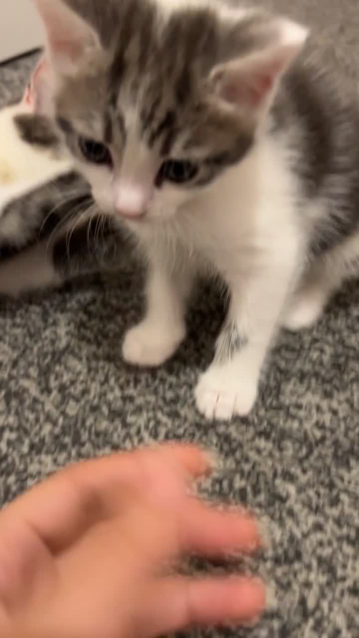 Mixed Breed cats for sale: 2 Adorable kittens  - Video 4