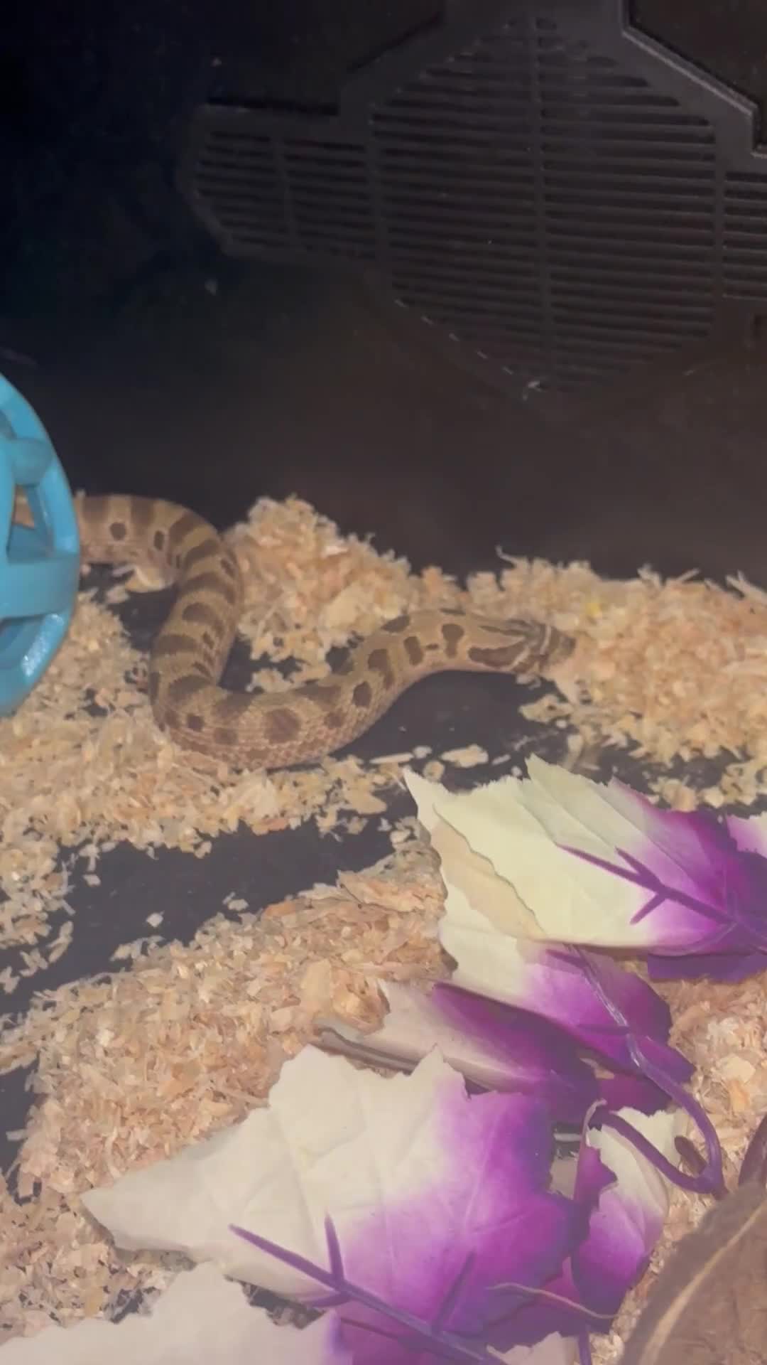 Snake reptiles for sale: Hognose snake  in Sutton - Video 1