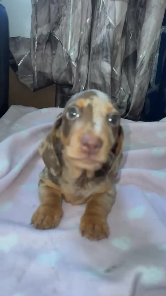 Miniature Dachshund dogs for sale: Beautiful miniature Dachshund ready 4 loving home - Video 1