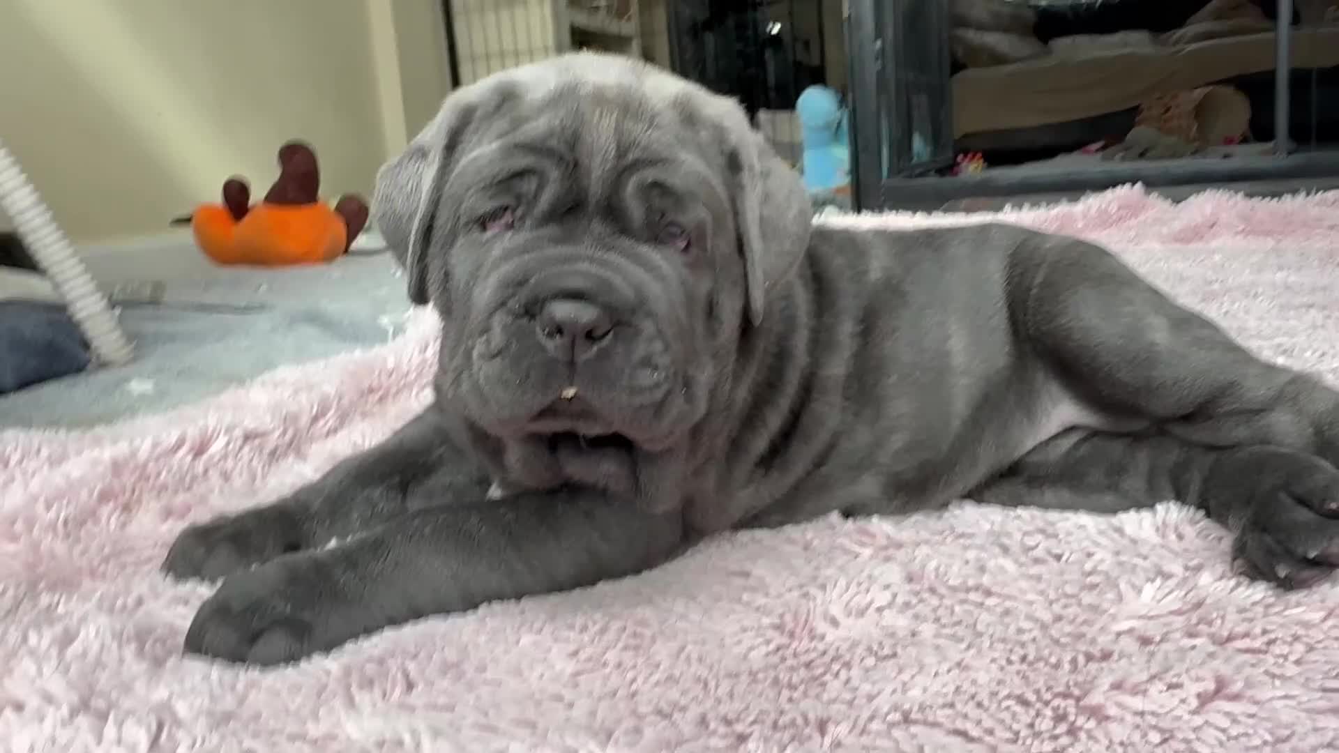 Neapolitan Mastiff dogs for sale: 2 puppies Neapolitan mastiff  - Video 2