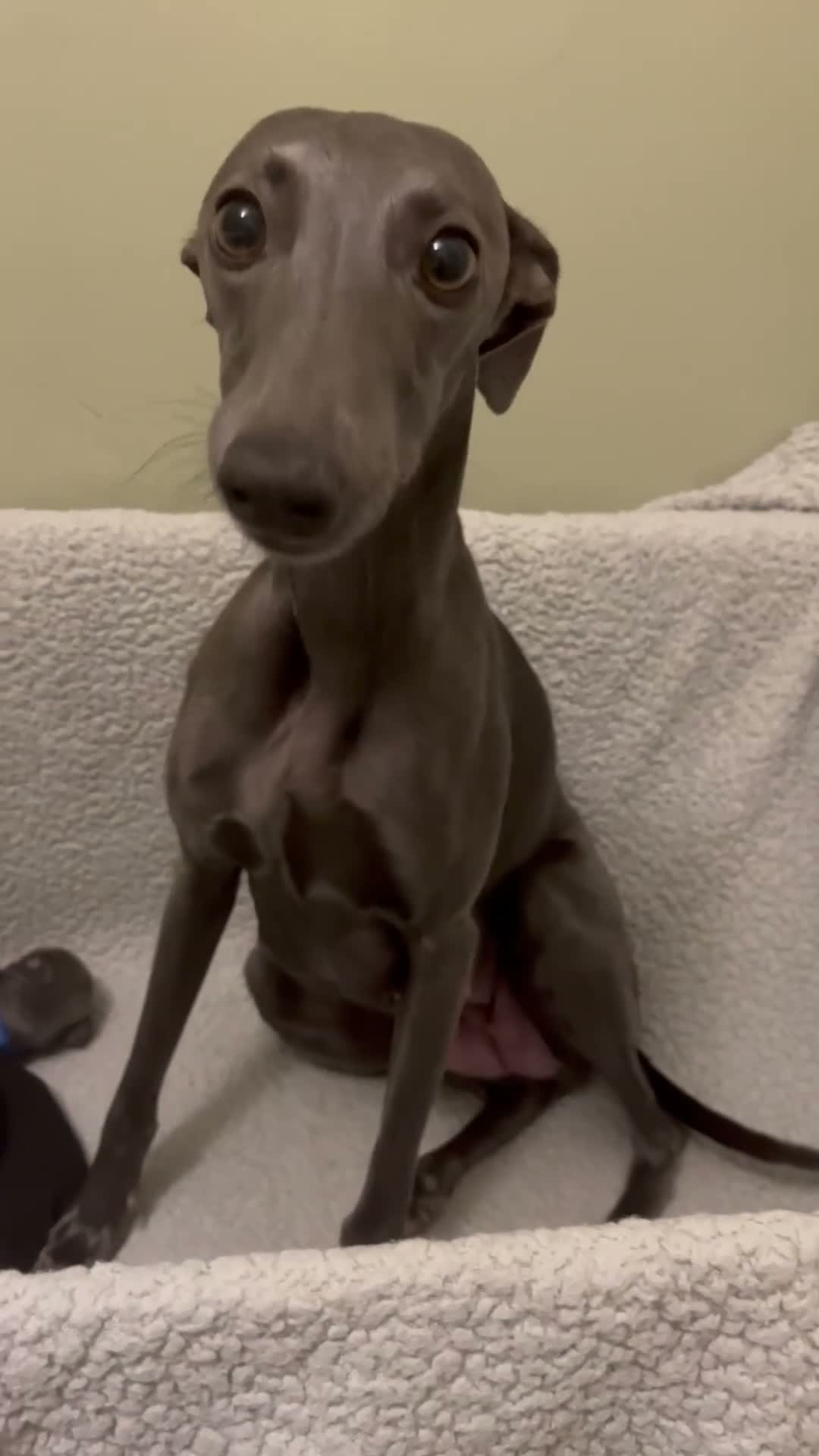 Whippet dogs for sale: KC Reg blue whippet puppies in Ledbury - Video 1