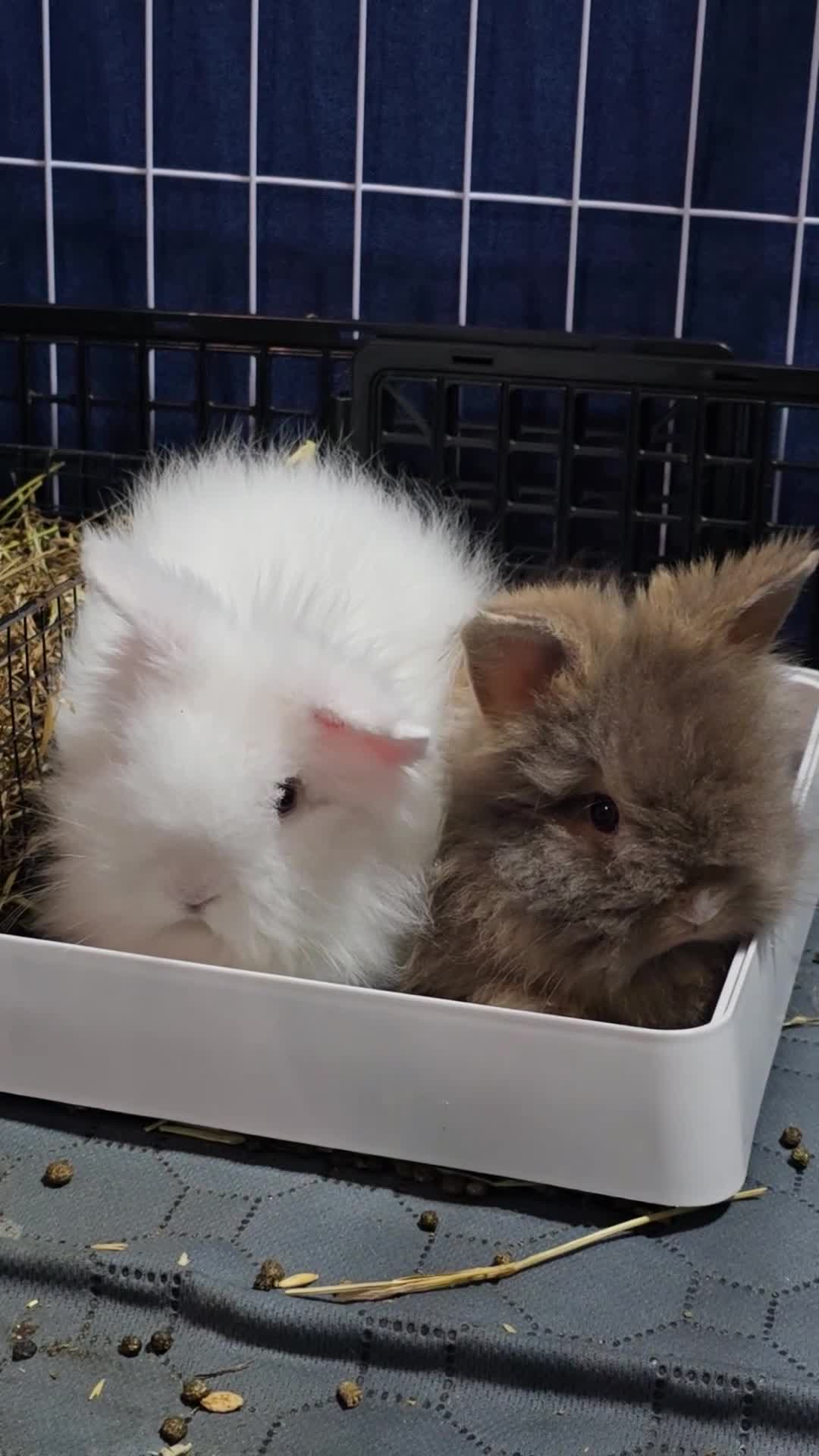 Angora rabbits for sale: Beautiful Teddy Dwergs  - Video 2