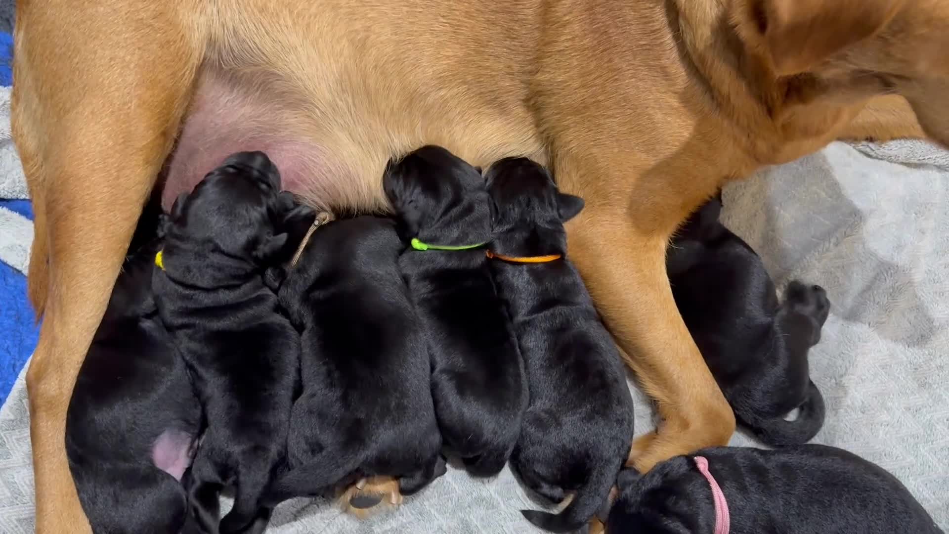 Labrador Retriever dogs for sale: 5* breeder🐾beautiful glossy black puppies ❤️  - Video 1