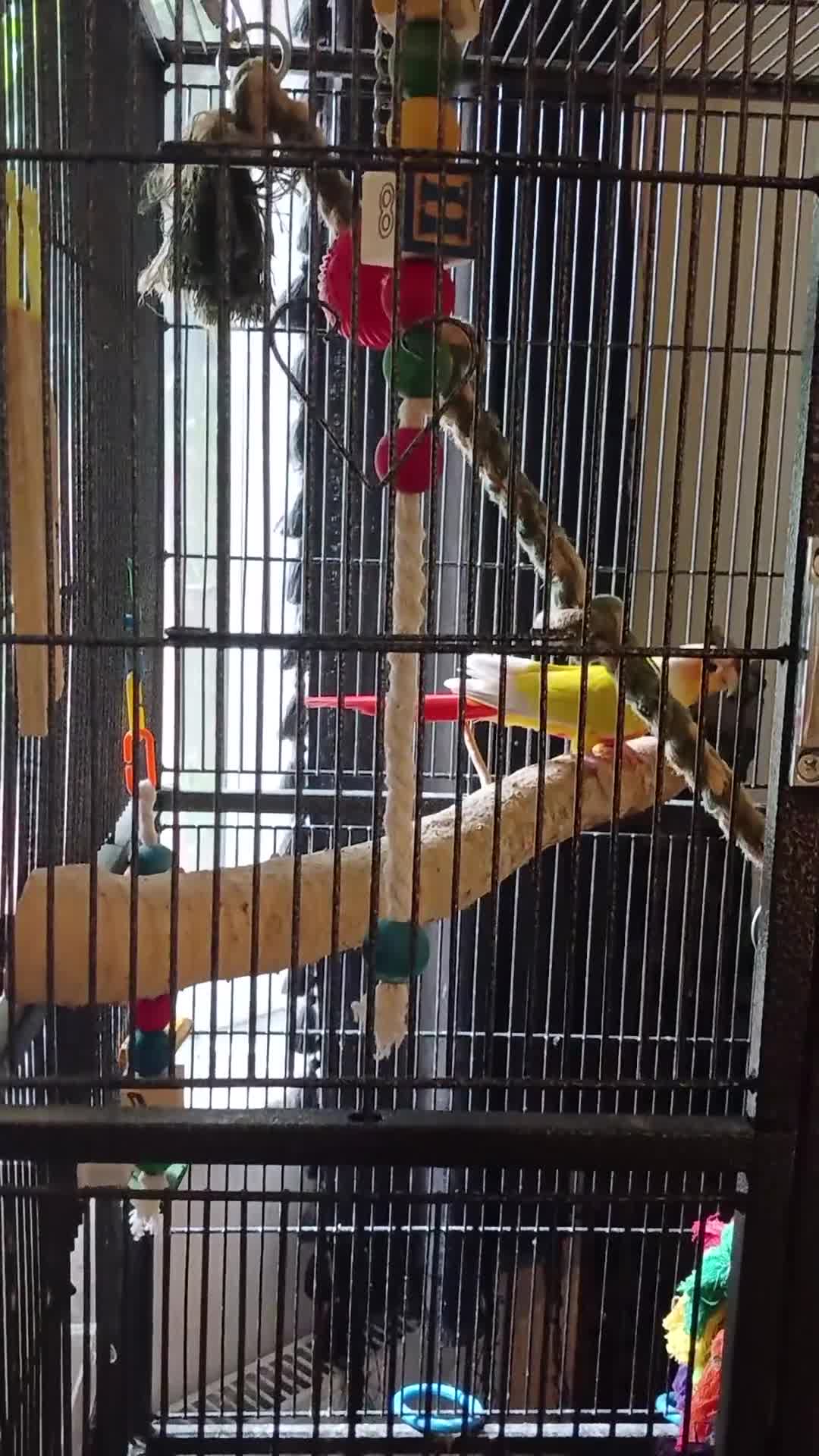 Conures birds for sale: Proven pair of conures - Video 1