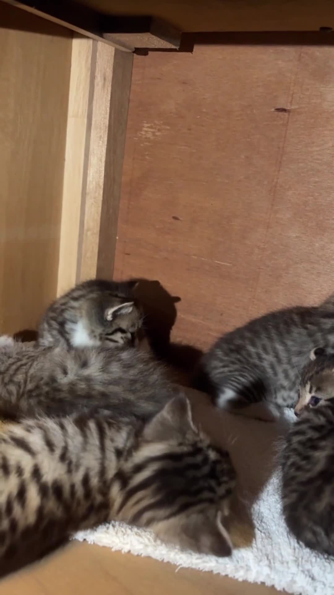 American Shorthair cats for sale: 5 tabby kittens  in Pudsey - Video 1