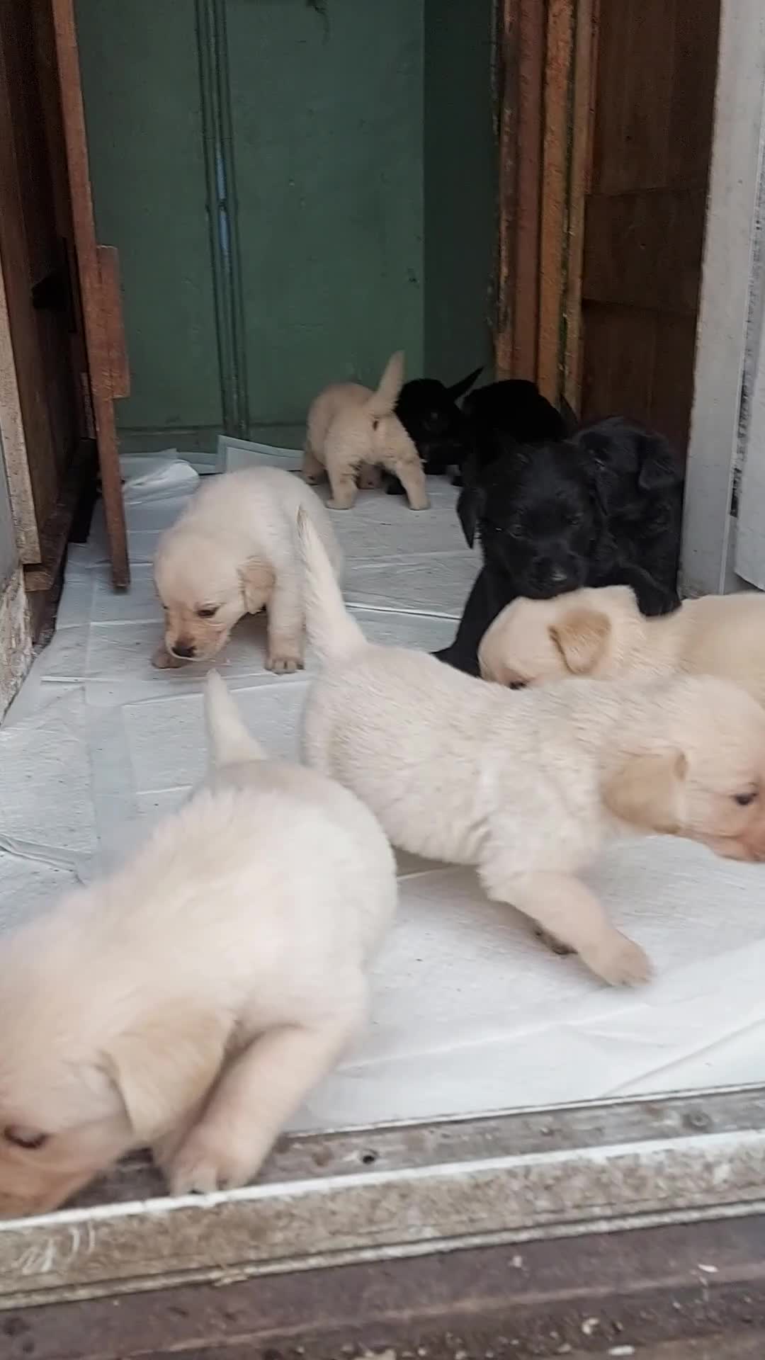 Goldador dogs for sale: GOLDADOR PUPPIES - Video 1