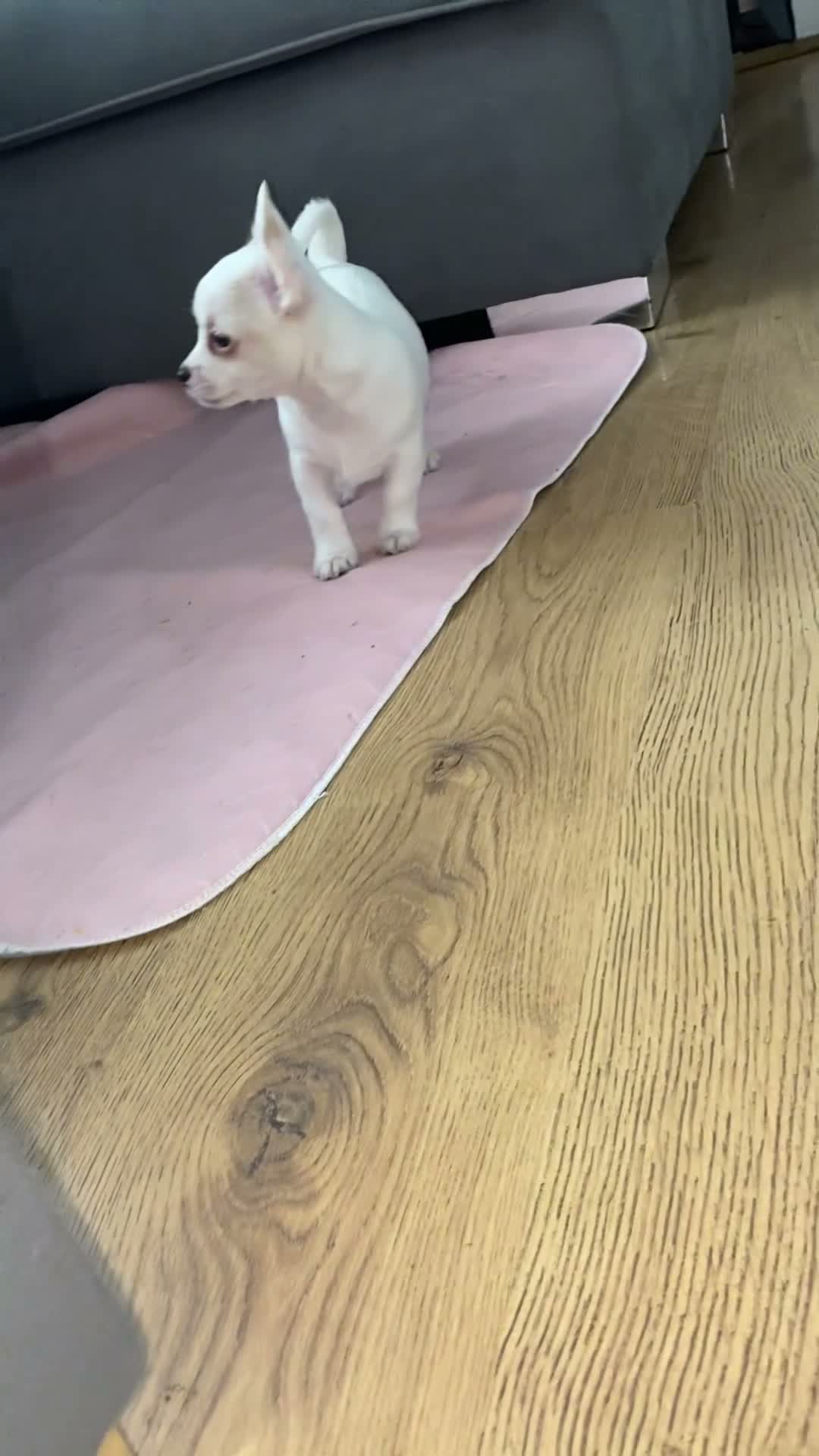 Jack Chi dogs for sale: Cream and white boy - Video 1