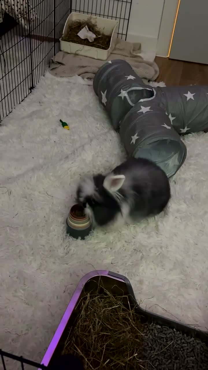 Lionhead rabbits for sale: Double maned lion head bunny - Video 2