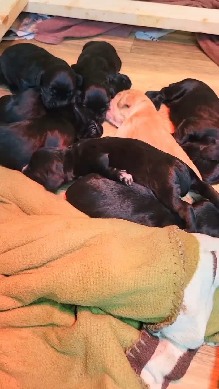 Cocker Spaniel dogs for sale: Cocker Spaniel pups. Working dogs. KC registered  - Video 2