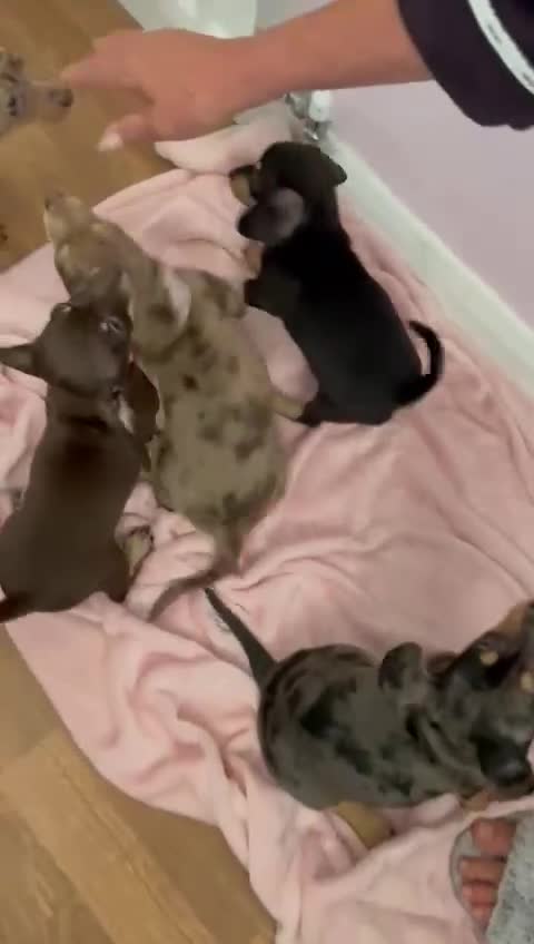 Miniature Dachshund dogs for sale: Beautiful Dachshund X - Video 1