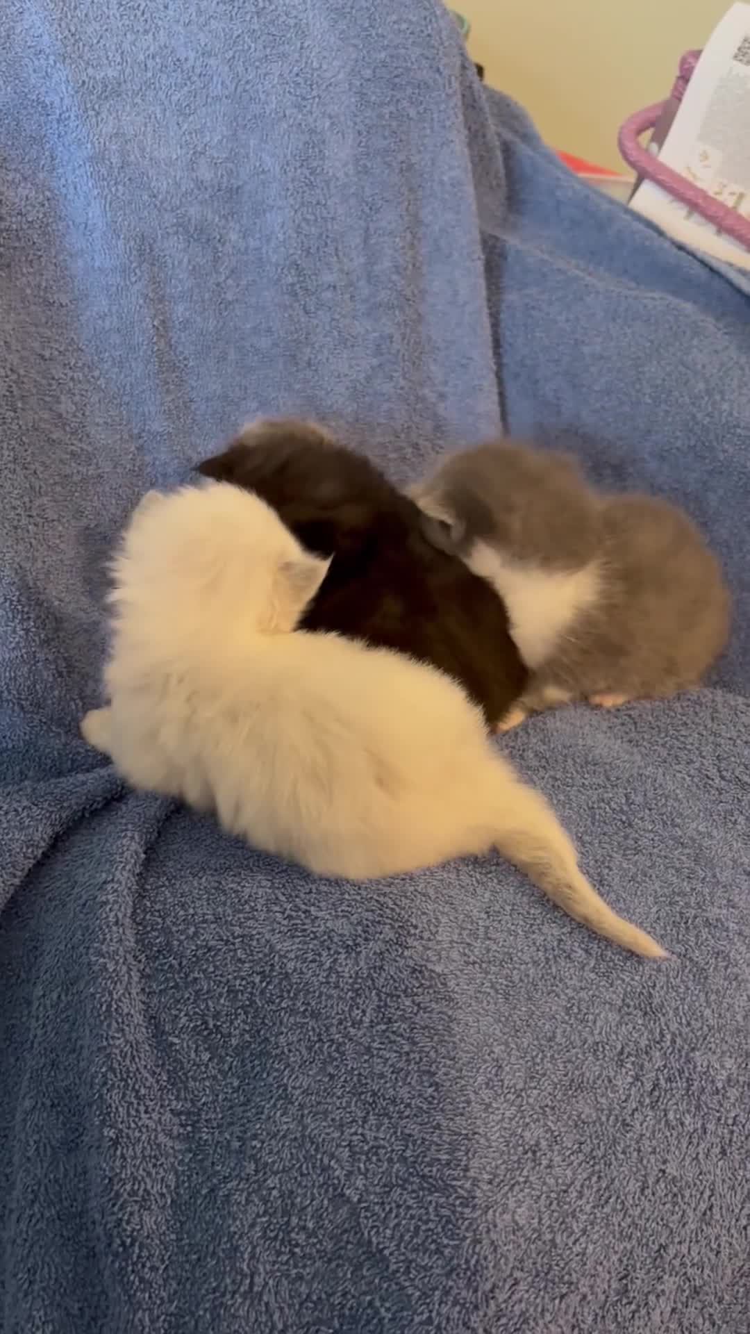 Ragdoll cats for sale: 🐾 Adorable Ragdoll x Maine Coon Kittens 🐾 - Video 2