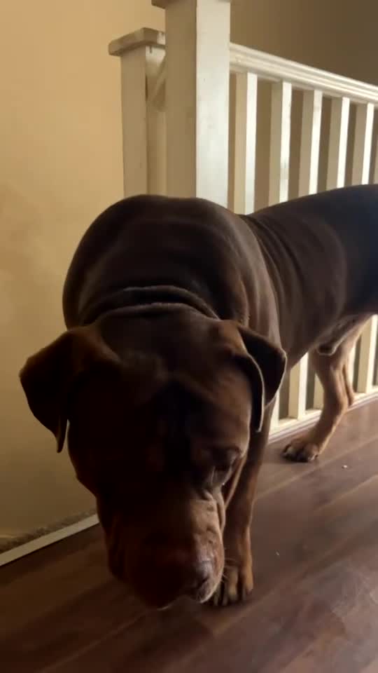 Bullmastiff dogs for sale: Bullmastiff **tiff - Ready Now - London - Video 4