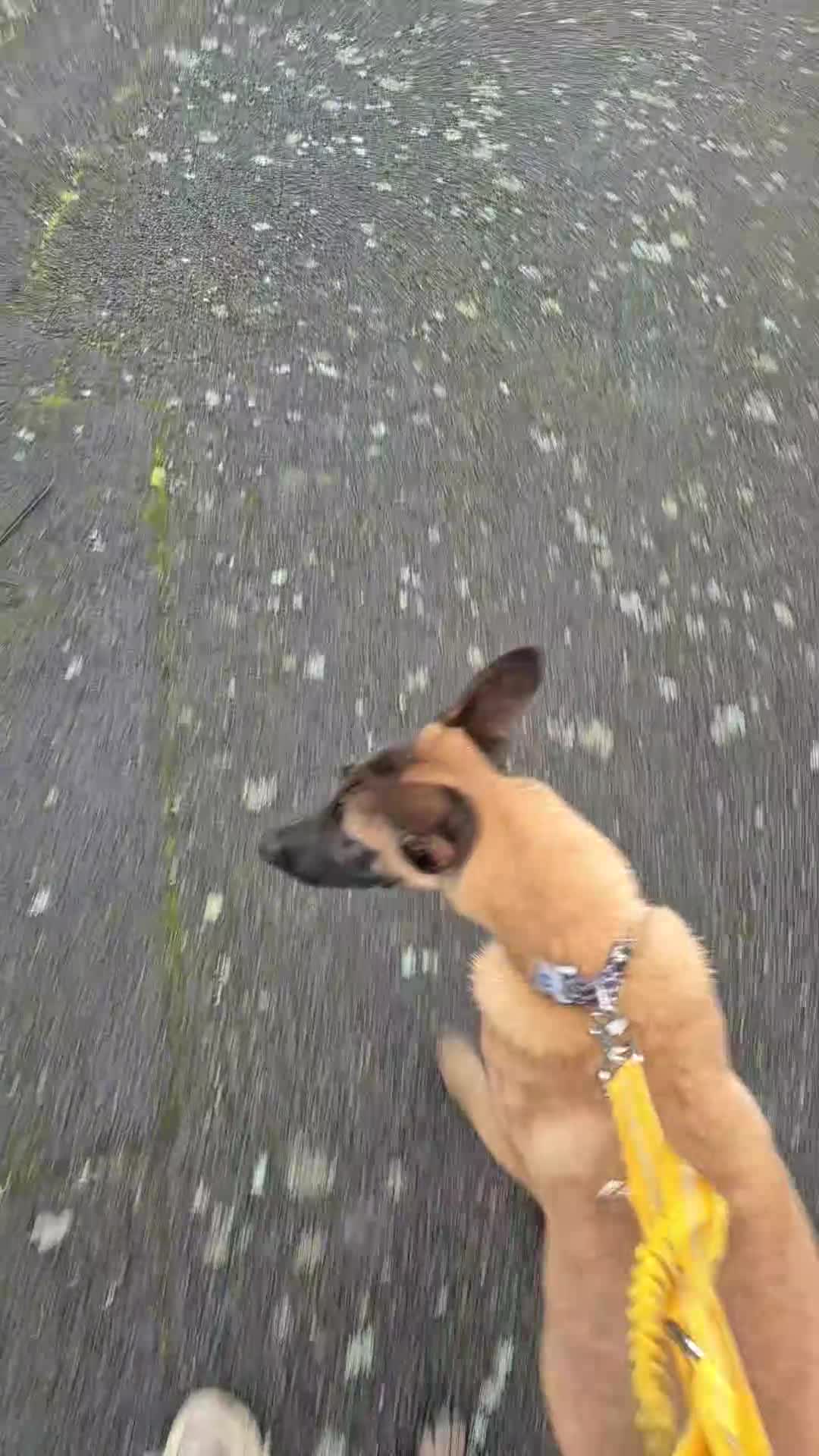 Belgian Shepherd Dog dogs for sale: 6 month old Belgian shepherd - Video 1