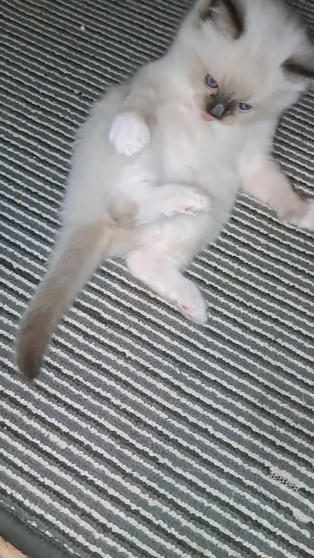 Ragdoll cats for sale: GCCF Reg. Ragdoll kittens, Champion lines - Video 1