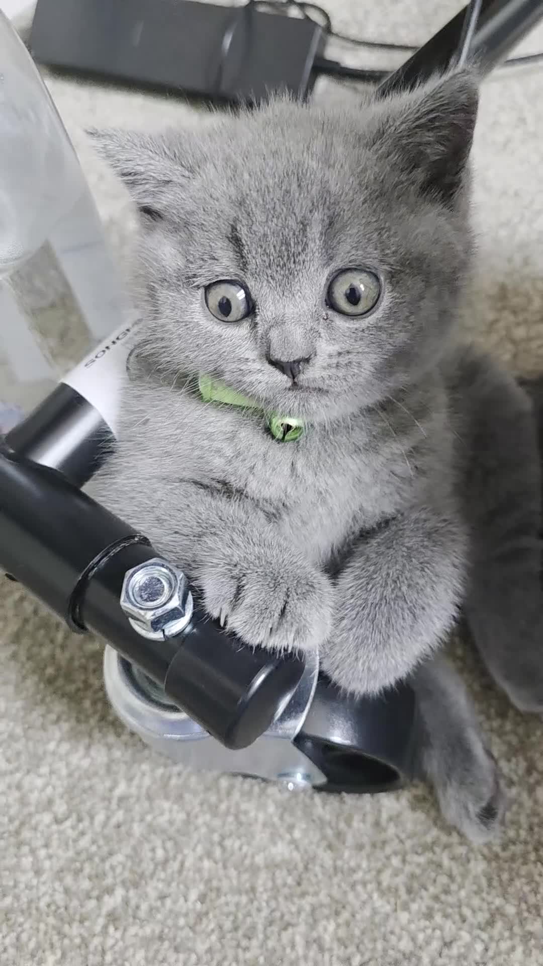 British Shorthair cats for sale: Stunning British Shorthair Blue Kitten for Sale in London - Video 1