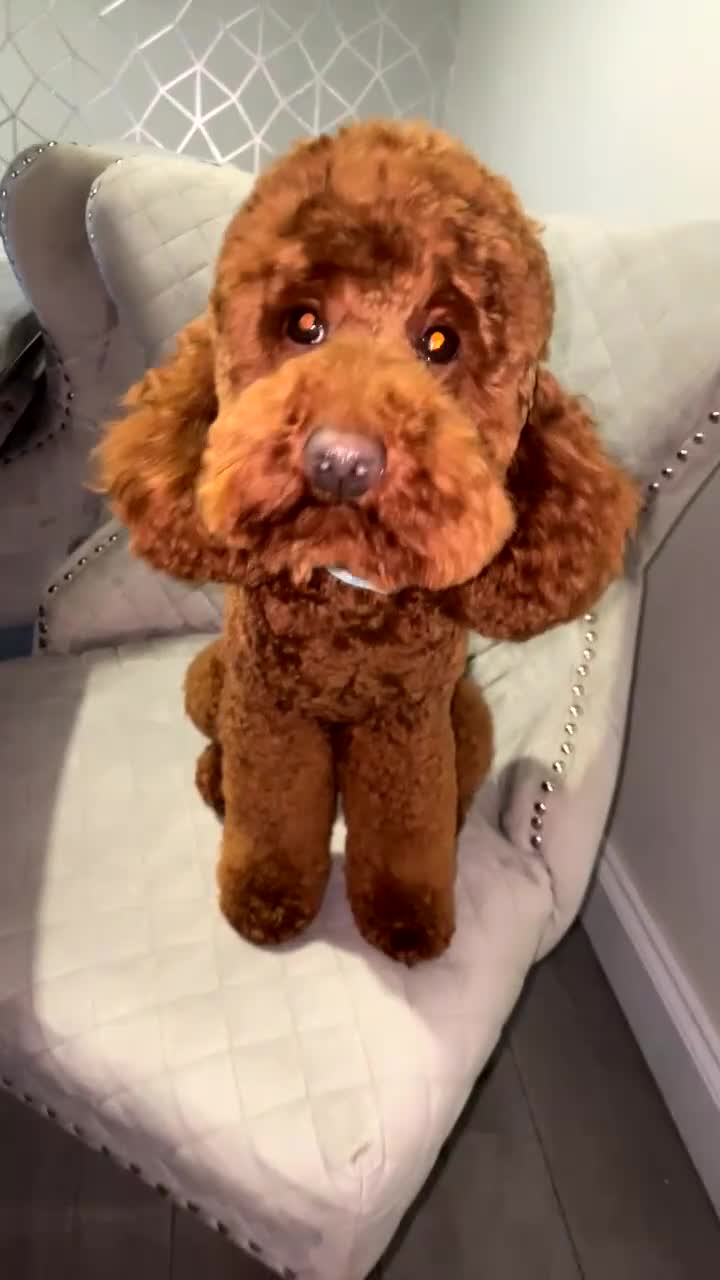 Miniature Poodle dogs for stud:  ⭐️KC PRINCE CHARMING BLUE BOY MINIATURE POODLE⭐️ - Video 1