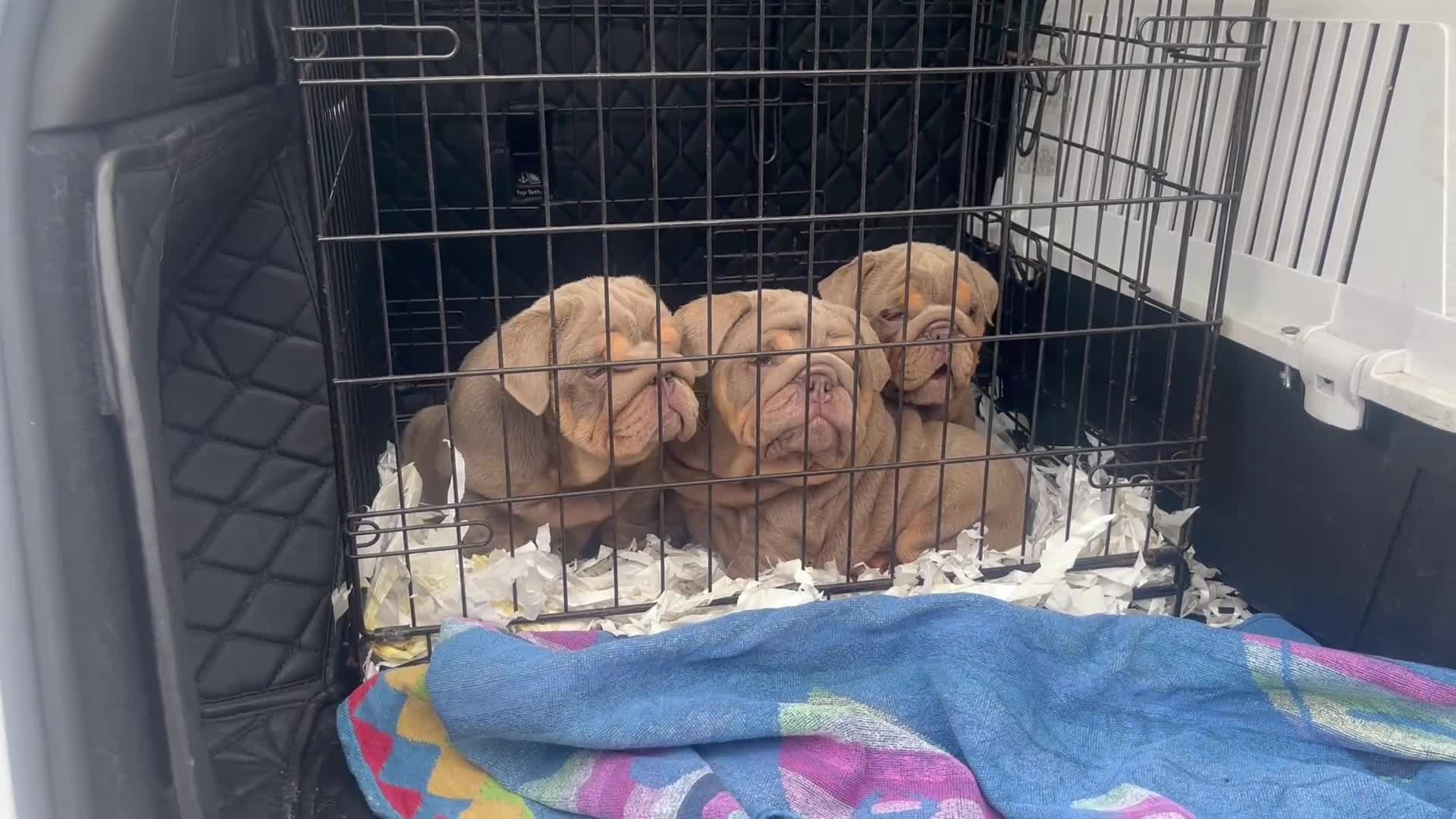English Bulldog dogs for sale: English bulldog puppies  - Video 1