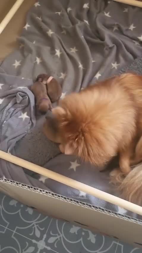 Pomeranian dogs for stud: PROVEN Pomeranian for STUD  - Video 2